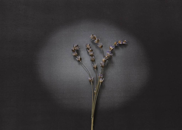Dry lavender on light - deepest sympathy - Photo, Image