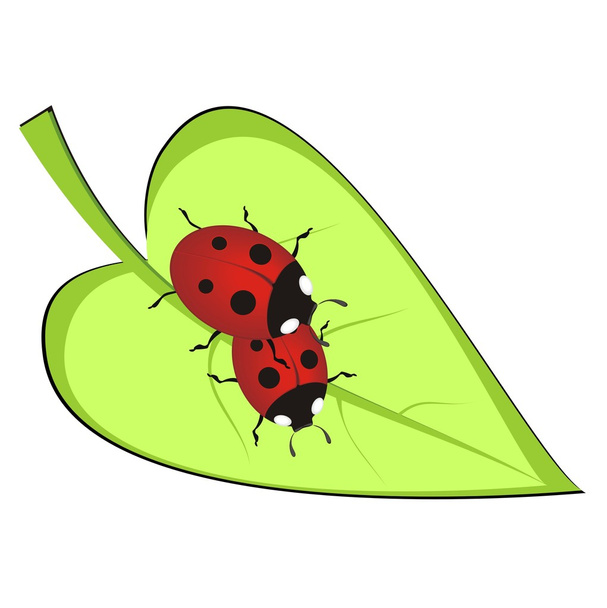 Two red ladybirds on green leaf - Vector, Image