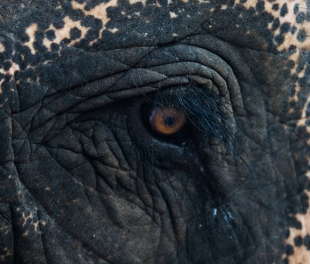 Close up elephant's eye - Photo, image