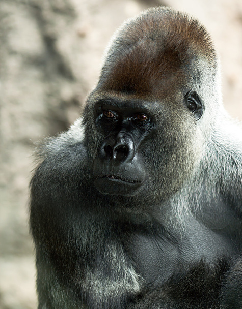 Gorilas Silverback en Loro Park
 - Foto, imagen