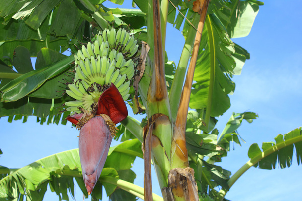 banán virág, és csomó - Fotó, kép