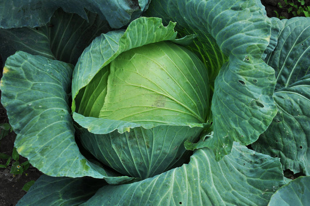 Cabbage vegetable on land_2 - Photo, Image