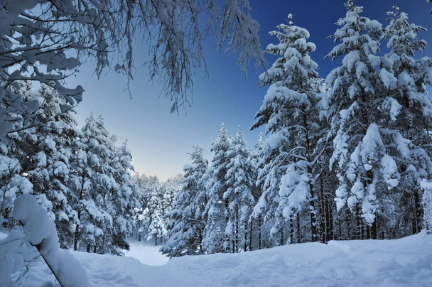 Snowed fir forest - Foto, Bild