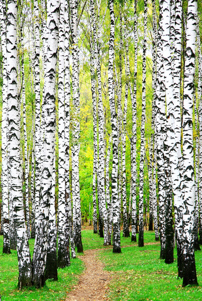 First days of autumn in birch grove - Valokuva, kuva