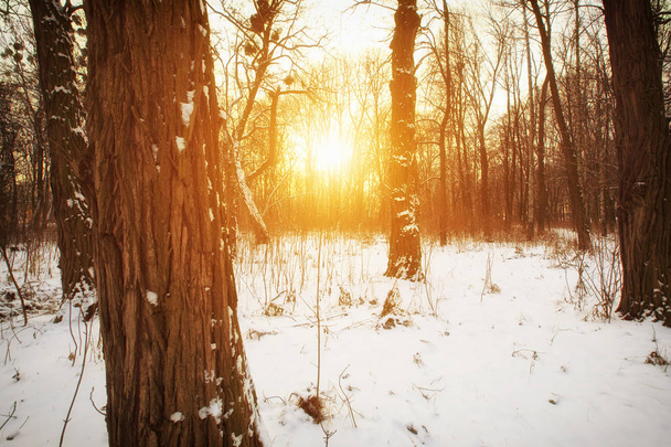Krásné zasněžené počasí a winter park - Fotografie, Obrázek
