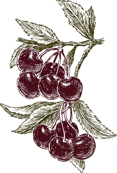 grappes de cerises sur une branche
 - Vecteur, image