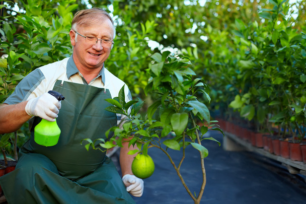 Happy senior man, gardener cares for grapefruit plants in greenhouse - Foto, afbeelding