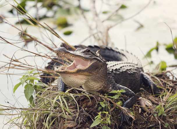 Amerikanischer Alligator sonnt sich - Foto, Bild