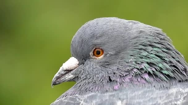 Profilo di testa della bellissima colomba grigia su sfondo verde. Rallentatore
. - Filmati, video