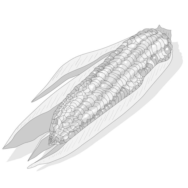 Corn on the cob kernels - Photo, Image