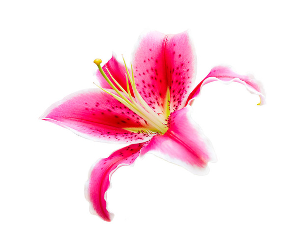 Pink lily flower on white - Photo, Image