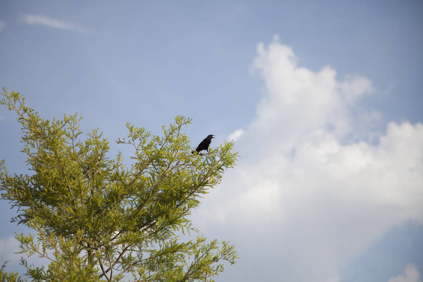 Red-Winged Blackbird (Agelaius Phoeniceus) - Photo, Image