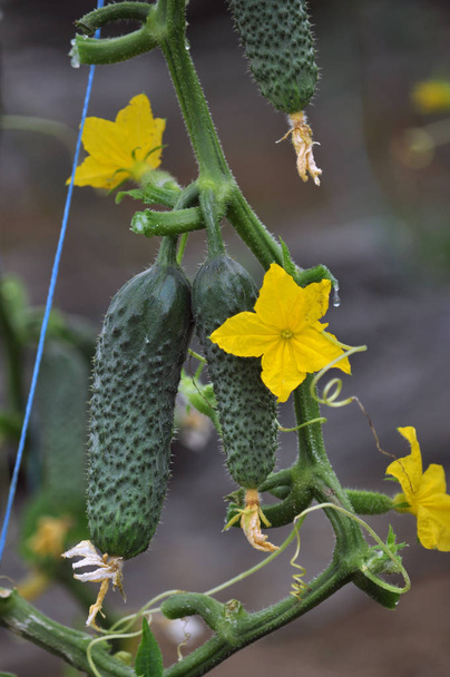 Cucumbers growing in a greenhouse_2 - Photo, Image