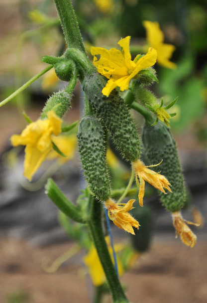 Pepinos que crecen en un invernadero _ 7
 - Foto, Imagen