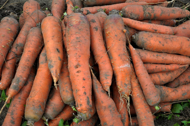Η συλλέγονται τα καρότα στην land_4 - Φωτογραφία, εικόνα
