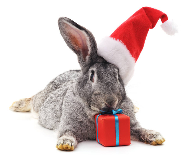 Rabbit in a Christmas hat. - Photo, image