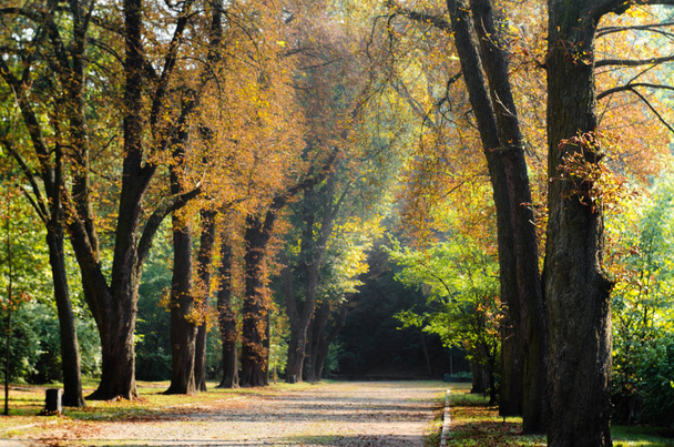 Парк во Львове
 - Фото, изображение