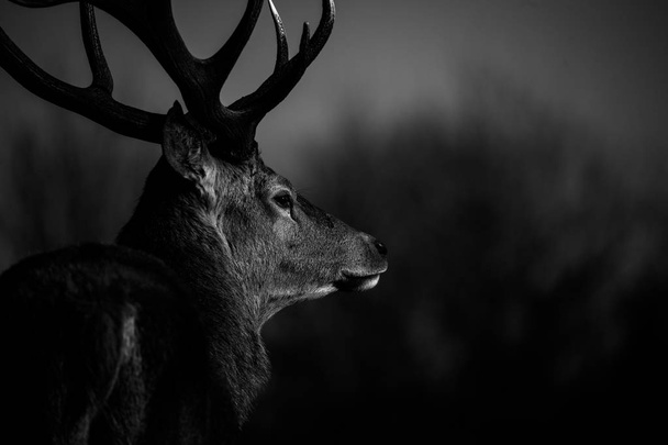 hermoso ciervo rojo
 - Foto, imagen