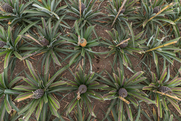 Ananas cam ev çiftlik - Fotoğraf, Görsel
