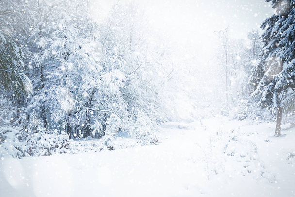 Beautiful winter landscape - Foto, Imagem