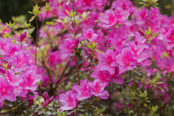 piękny różowy kwiat rododendronu - Zdjęcie, obraz