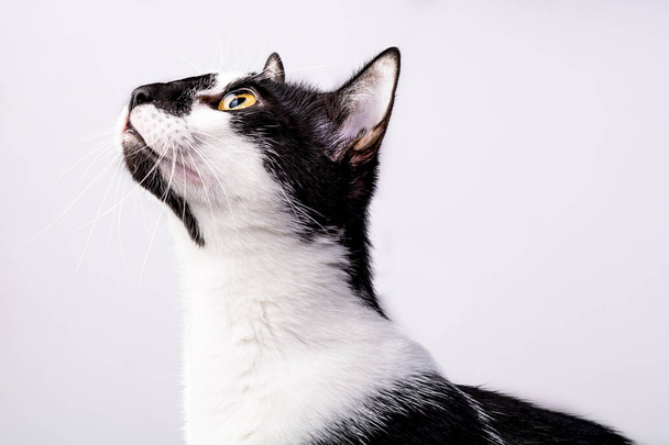 Чорно-білий кіт
 - Фото, зображення