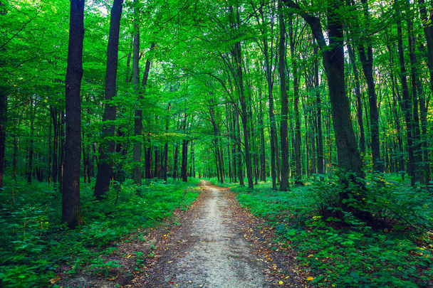 beautiful green forest - Photo, image