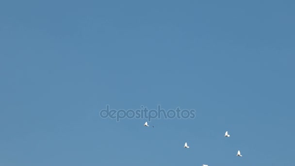 Flock of white decorative pigeons flying in clear blue sky. White dove - symbol of peace. - Filmmaterial, Video