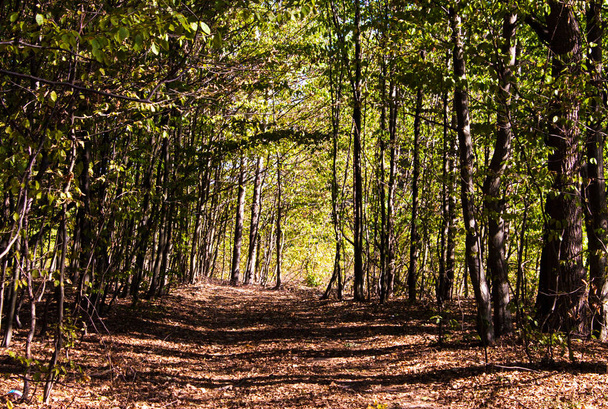 letní slunné lesní stromy  - Fotografie, Obrázek