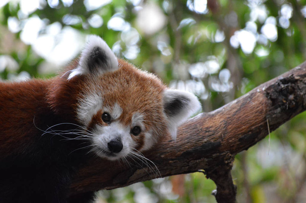 Een Rode Panda - Foto, afbeelding
