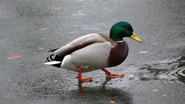 Duck Walking on the Ice and Fall Through the Ice. Rallentatore
. - Filmati, video