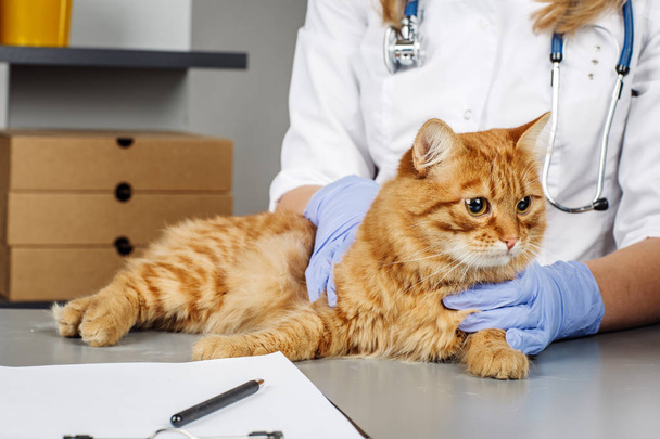 Veterinarian examining a kitten in animal hospital - Φωτογραφία, εικόνα
