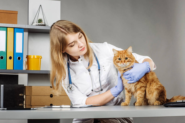 Veterinarian examining a kitten in animal hospital - Φωτογραφία, εικόνα