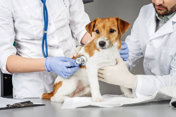 Veterinarian checking up sick dog with stethoscope - Foto, Imagen