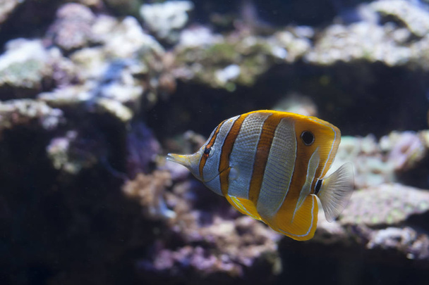 Close Up of a Copperband Butterflyfish - Photo, Image