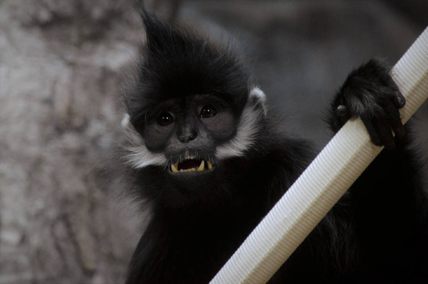 Франсуа лангур мавпи
 - Фото, зображення