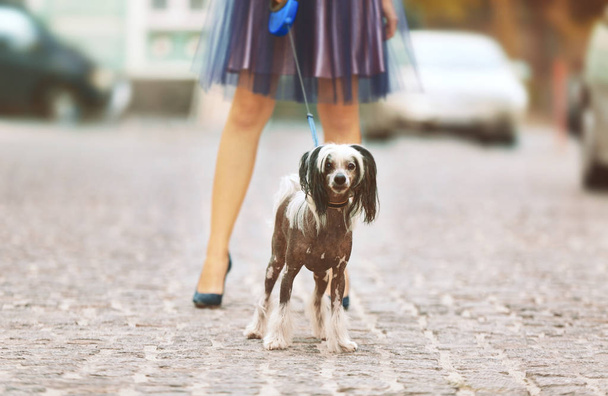 woman walking her dog  - Foto, Bild