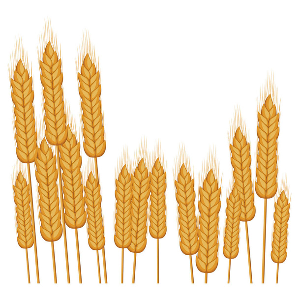 Isolated wheat ear design - Vector, Image