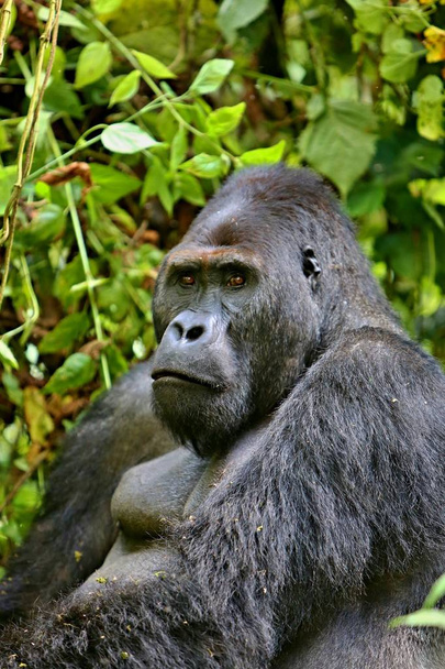 Veszélyeztetett keleti gorilla, ritka afrikai vadon élő állatok - Fotó, kép