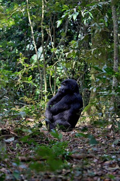 gorilla orientale in pericolo nella bellezza della giungla africana
 - Foto, immagini
