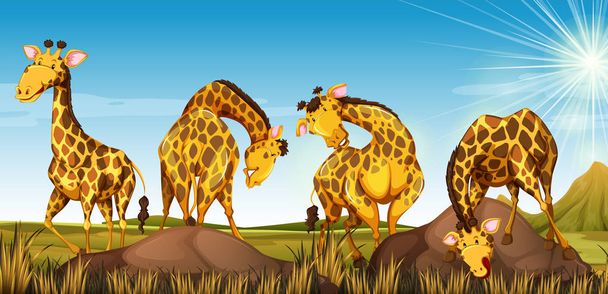 Quattro giraffe sul campo
 - Vettoriali, immagini