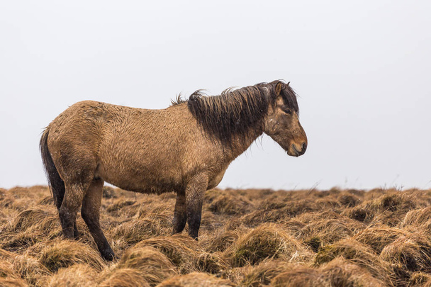 茶色の草原における雪雨天で茶色のアイスランド馬立って - 写真・画像