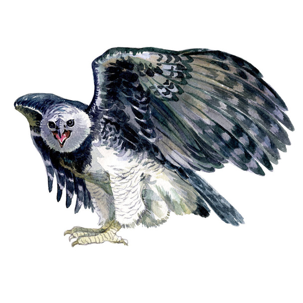Акварельная сова кричит изолированно
 - Фото, изображение