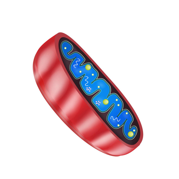 Mitokondri yapısı. Vektör illüstrasyon izole arka plan üzerinde - Vektör, Görsel