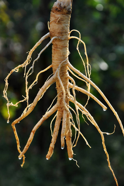 Root parsley leaf_3 - Photo, Image