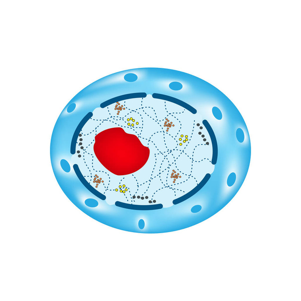 La estructura del núcleo celular humano. Infografías. Ilustración vectorial sobre fondo aislado
 - Vector, Imagen