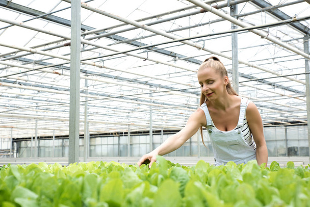 Young adult woman gardening in a greenhouse - Foto, Imagem
