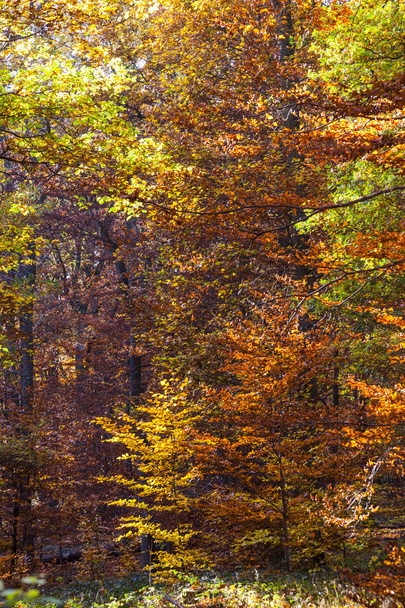 bela floresta em indiana luz de verão no outono
 - Foto, Imagem