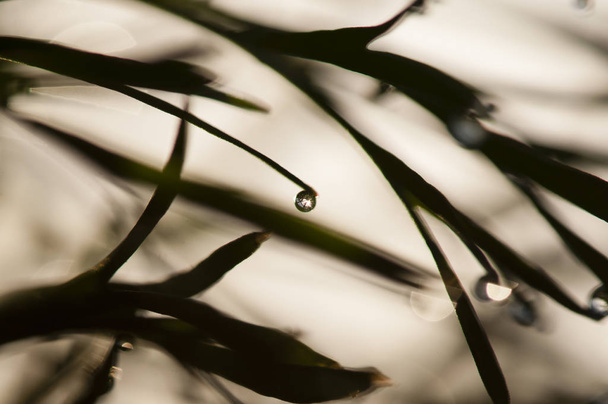 Las gotas del rocío sobre las hojas de la hierba  - Foto, imagen