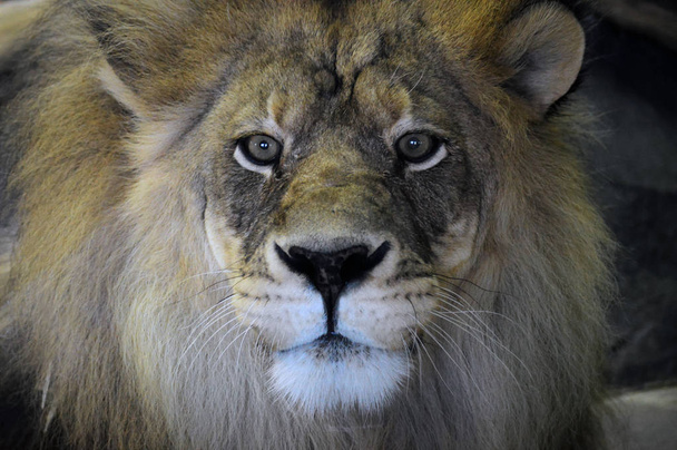 ένα αρσενικό λιοντάρι - Φωτογραφία, εικόνα